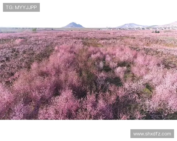 花海王者踏浪而来缔造绚烂盛景点燃心中无尽浪漫幻想