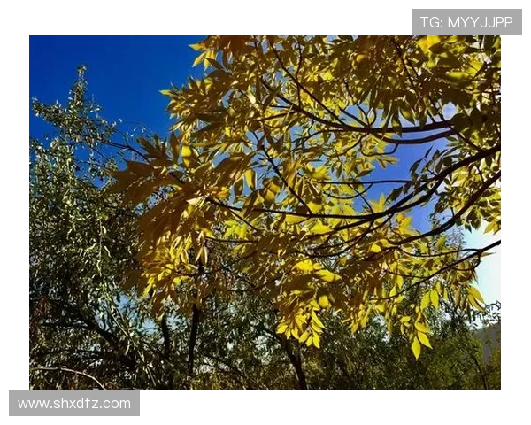 攀岩之路上的深度对话:杨军如何在挑战中寻找自我与激情 攀岩之路上的深度对话:杨军如何在挑战中寻找自我与激情